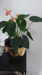 Kamerplant met bloempot, Huis en Inrichting, Kamerplanten, Ophalen