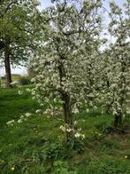 Perenbomen, Ophalen, 250 tot 400 cm, Perenboom