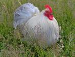 Gezocht cochin kriel kleurslag grijs / parelgrijs, Dieren en Toebehoren, Mannelijk, Kip
