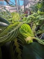 Maranta – Gebedsplant, Huis en Inrichting, Kamerplanten, Ophalen