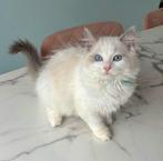 Ragdoll kittens te Koop, Dieren en Toebehoren, Meerdere dieren, Ontwormd, 0 tot 2 jaar