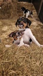 Boerenfox pups, Dieren en Toebehoren, Parvo, 8 tot 15 weken, Meerdere, Meerdere dieren
