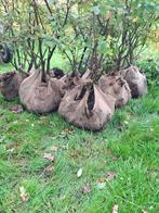 Volwassen (12 jaar): Bio-Blauwe-bessenstruiken, Ophalen, Lente, Overige soorten, Halfschaduw