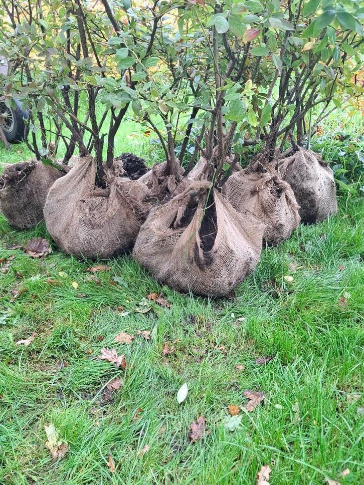 Volwassen (12 jaar): Bio-Blauwe-bessenstruiken, Tuin en Terras, Planten | Fruitbomen, Overige soorten, 100 tot 250 cm, Halfschaduw