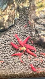 Vuurgarnalen garnalen €0.6 per stuk, Dieren en Toebehoren, Vissen | Aquariumvissen, Kreeft, Krab of Garnaal