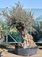 Olea Europaea – Bonsai 290cm, Tuin en Terras, Planten | Bomen, Ophalen of Verzenden, Volle zon