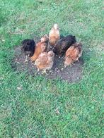 8 weken oude kuikens Hampshire/Australorp, Dieren en Toebehoren, Pluimvee, Meerdere dieren, Kip