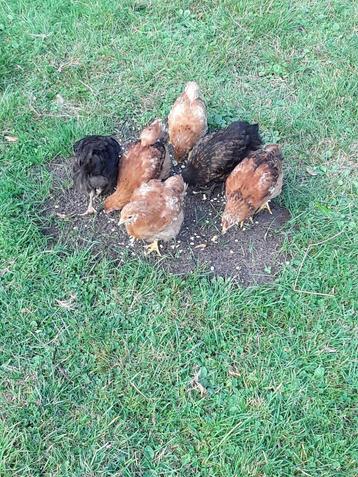 8 weken oude kuikens Hampshire/Australorp beschikbaar voor biedingen