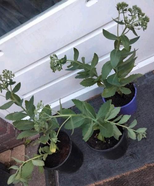 Sedem  ...🍀..2 voor, Tuin en Terras, Planten | Tuinplanten, Overige soorten, Ophalen