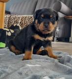 Rottweiler pups, CDV (hondenziekte), Particulier, Meerdere, 8 tot 15 weken