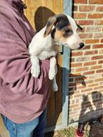 boerenfox pups, Dieren en Toebehoren, België, Particulier, Overige rassen, CDV (hondenziekte)