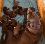 Labrador puppie nest, Dieren en Toebehoren, Honden | Retrievers, Spaniëls en Waterhonden, 8 tot 15 weken, Labrador retriever, Meerdere