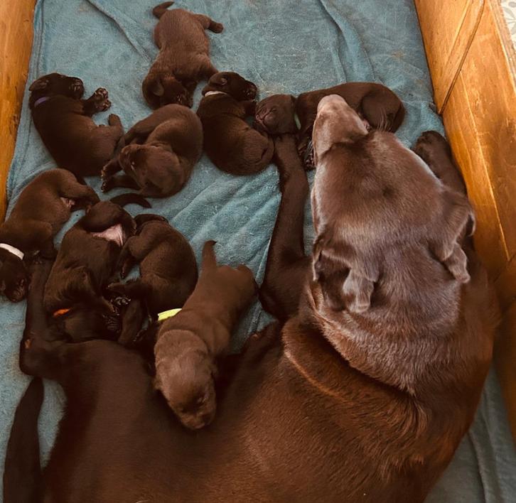 Labrador puppie nest, Dieren en Toebehoren, Honden | Retrievers, Spaniëls en Waterhonden, Meerdere dieren, Labrador retriever