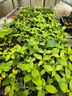 Bitawiri plantjes #Surinaamse plantjes #bitterblad, Ophalen, Volle zon, Groenteplanten, Eenjarig