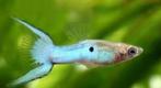 Endler Japan blue - Blauwe Endler gup - Koidream Valburg, Dieren en Toebehoren, Vis, Zoetwatervis