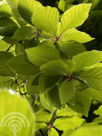 Fagus sylvatica Gewone beuk groen haag bladhoudend haag/boom beschikbaar voor biedingen