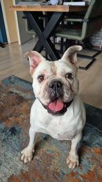 GEZOCHT: vaste vakantie oppas, 6 jaar of ouder, Parvo, Teef, Eén hond