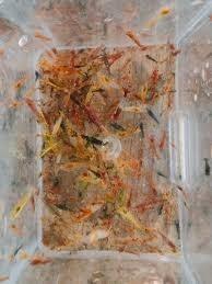Uitgeselecteerde red cherry garnalen, Dieren en Toebehoren, Vissen | Aquariumvissen, Zoetwatervis, Kreeft, Krab of Garnaal, Schoolvis