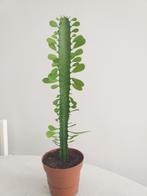 Cactus, Tuin en Terras, Planten | Tuinplanten, Ophalen, Overige soorten, Volle zon