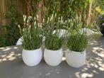 Set 3 x Siliconen bloempot deens design, flowerpot chubby, Overige materialen, Rond, Nieuw, Ophalen of Verzenden