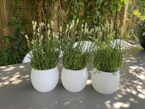 Set 3 x Siliconen bloempot deens design, flowerpot chubby, Tuin en Terras, Bloempotten, Nieuw, Overige materialen, Minder dan 25 cm