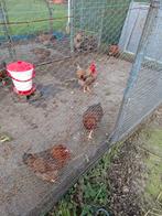 Bevruchte eieren  bielefelder groot ras, Dieren en Toebehoren, Geslacht onbekend, Kip