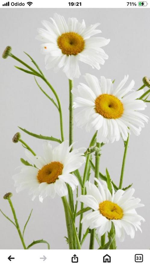 Margriet wie kent haar niet, Tuin en Terras, Planten | Tuinplanten, Vaste plant, Overige soorten, Volle zon, Zomer, Ophalen