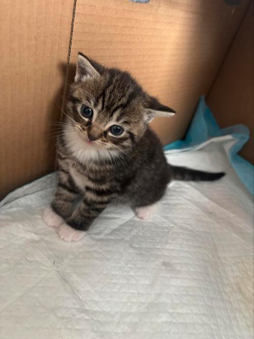 Te koop, Dieren en Toebehoren, Katten en Kittens | Raskatten | Korthaar, Poes, 0 tot 2 jaar