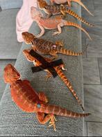 De laatste 2 rode baardagaam jonkies, Dieren en Toebehoren, Reptielen en Amfibieën, Hagedis, 0 tot 2 jaar