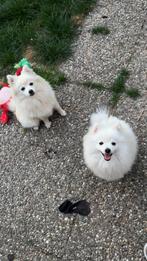 Dwerkees/pomperiaan pups, Dieren en Toebehoren, Keeshond, 15 weken tot 1 jaar, CDV (hondenziekte), Meerdere