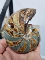 Nautilus ammoniet, Verzamelen, Mineralen en Fossielen, Ophalen of Verzenden, Mineraal