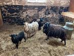 Quessant schapen, Dieren en Toebehoren, Schapen, Geiten en Varkens, Meerdere dieren, Schaap, 0 tot 2 jaar