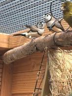 koppel BICHENOW ASTRILDE, Dieren en Toebehoren, Vogels | Overige Vogels, Meerdere dieren, Tropenvogel