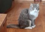 Super lieve, Siberische  kittens, hypoallergeen, Dieren en Toebehoren, Katten en Kittens | Raskatten | Langhaar, Meerdere dieren