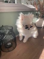 Mooie super lieve pomeriaan, CDV (hondenziekte), 15 weken tot 1 jaar, Eén hond, Nederland