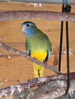 Splendid pop, Dieren en Toebehoren, Vogels | Parkieten en Papegaaien, Vrouwelijk, Parkiet, Geringd