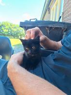 2 zwarte kittens (poezen) opzoek naar huis, Dieren en Toebehoren, Katten en Kittens | Overige Katten, Poes, Kortharig, 0 tot 2 jaar