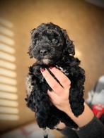 🐾 nog 2 pups beschikbaar 🐾 Mini Australian labradoodle pup, Parvo, Overige rassen, 8 tot 15 weken, Meerdere