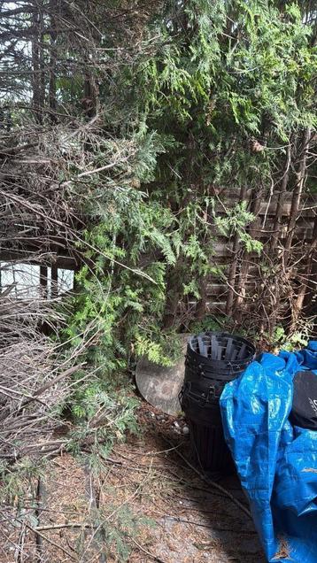 Tuinman gezocht voor onderhoud in Almere Buiten beschikbaar voor biedingen
