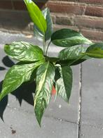 Epipremnum Pinnatum Variegata, Huis en Inrichting, Kamerplanten, Ophalen, Overige soorten, Minder dan 100 cm