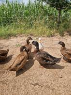 Khaki, witte en Bruine Campbell woerden, Dieren en Toebehoren, Pluimvee, Meerdere dieren, Eend