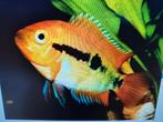 Regenboog cichliden, black molly,s ,zwaarddragers, Dieren en Toebehoren, Vissen | Aquariumvissen, Vis, Zoetwatervis