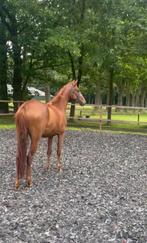 2.5 jarige merrie mensgericht Nederlands rijpaard 🐴, Dieren en Toebehoren, Paarden, 0 tot 2 jaar, 160 tot 165 cm, Onbeleerd, Recreatiepaard