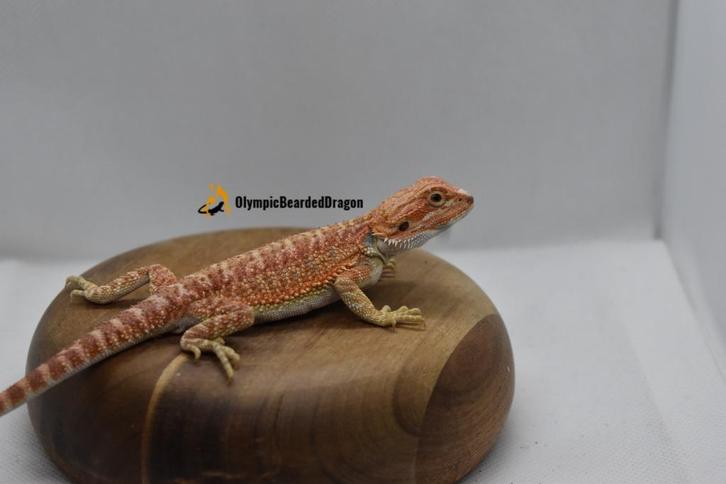 baardagaam Orange hypo het trans vrouw, Dieren en Toebehoren, Reptielen en Amfibieën, Hagedis, 0 tot 2 jaar