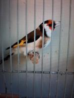 t.k. mooie gezond koppel majoor putters wildkleur 2025, Dieren en Toebehoren, Meerdere dieren, Zangkanarie