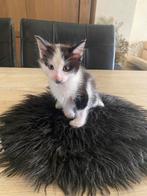 Kruising maincoon kittens, Dieren en Toebehoren, Poes