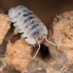 Nesodillo arcangelii 'Shiro utsuri', Dieren en Toebehoren, Overige soorten