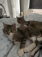 2 kittens,het liefst vandaag nog ophalen ivm vakantie, Dieren en Toebehoren, Katten en Kittens | Overige Katten, Meerdere dieren