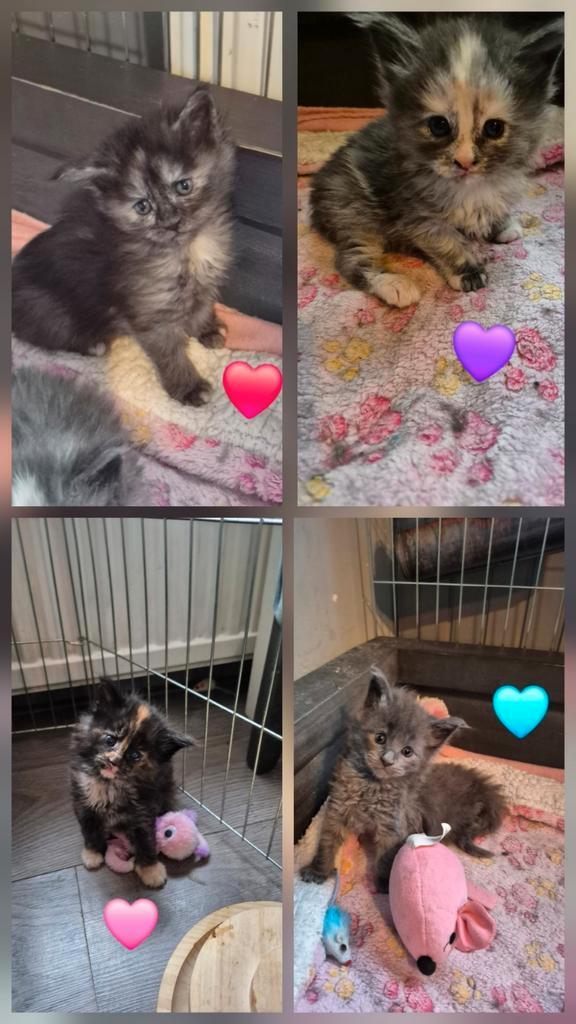 Maine coon kittens, Dieren en Toebehoren, Katten en Kittens | Raskatten | Langhaar, Meerdere dieren, Ontwormd