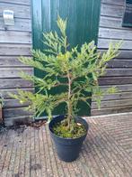 Sequoia Sempervirens, Ophalen, Volle zon, Overige soorten